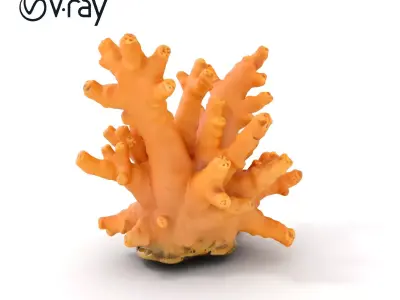 Realistic Coral Reef Model Pack Low-poly 3D model