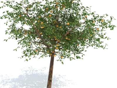 Mandarin tree Free 3D model