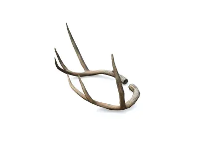 Deer Horn - Cuerno de Venado - Low poly Low-poly 3D model