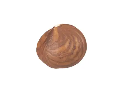 Photorealistic Hazelnut Kernel 3 3D model