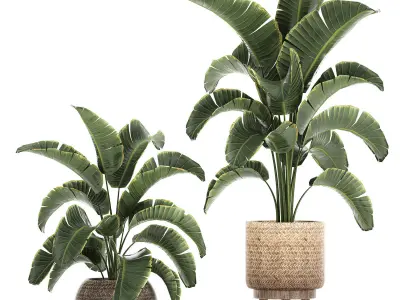 Banana palm in a rattan basket 777 3D model