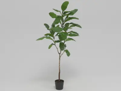 Faux Fiddle Leaf Fig Tree 7 3D model