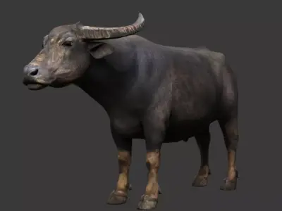 Buffalo 3D model
