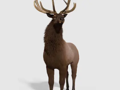 Realistic elk with antlers 3D model