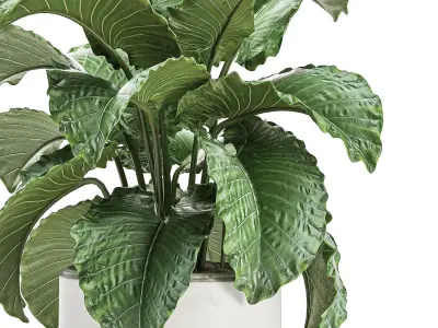 Alocasia in a white flowerpot for decor and interior design 510 3D model