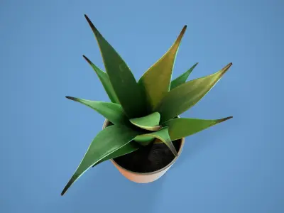 Potted Succulent 3D model