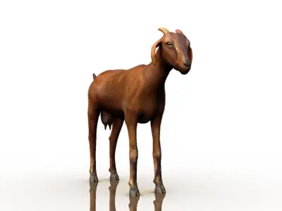 goat 3d model 3D model buy