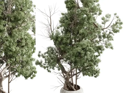Tree in a concrete pot - set indoor plant 621 3D model