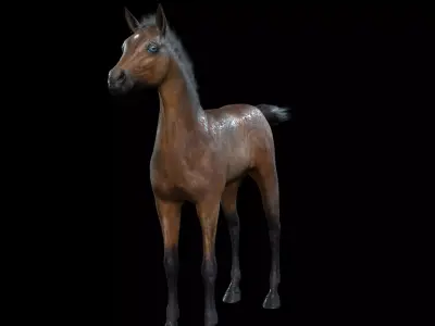 Thoroughbred Arabian Horse WILD WORLD PONY 7 Low-poly 3D model