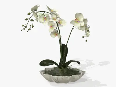 Orchidaceae orchid in vase 3D model