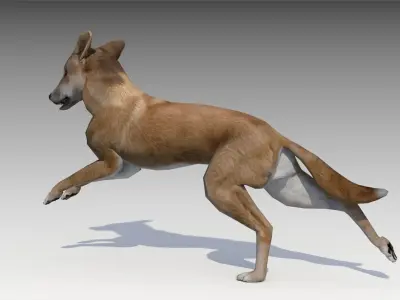 Dingo kangaroo Low-poly 3D model