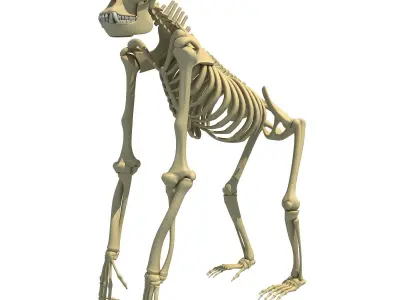 Gorilla Skeleton 3D model