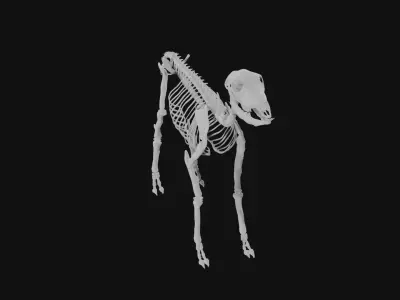 Doe skeleton 3D model