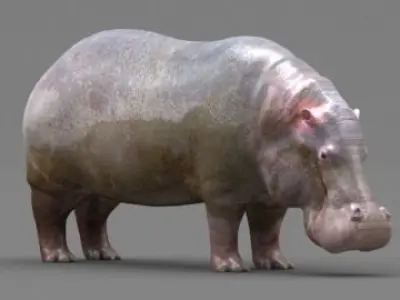 Hippopotamus 3D model get