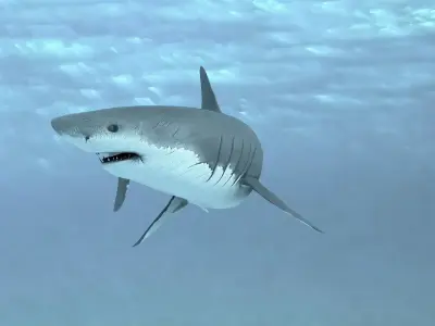 Shark Animated Low-poly 3D model