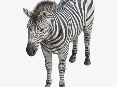 Zebra Low-poly 3D model
