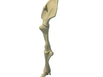 Elephant Leg Skeleton 3D model