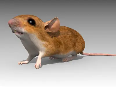 Mouse Low-poly 3D model