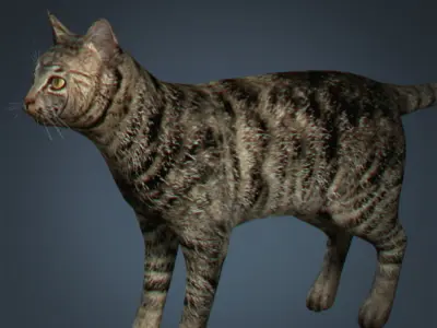 Domestic Cat 3D model