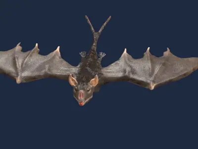 vampire bat 3D model