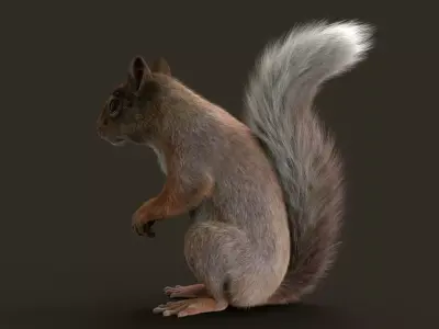 Brown Squirrel Fur Rigged 3D model