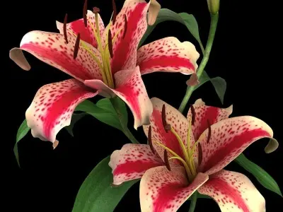 lily red spot 3D model