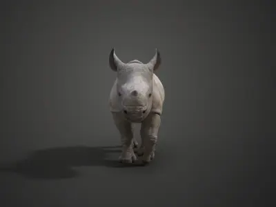 Rhino Baby Animated  VFX Grace 3D model