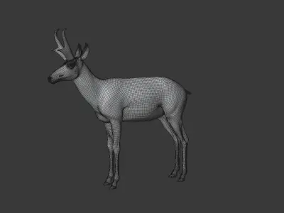 Pronghorn Male Animated 3D model
