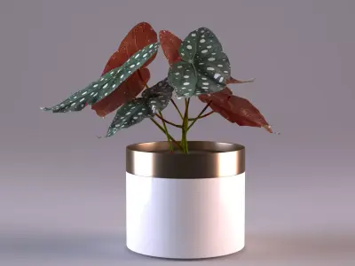 Begonia-maculata plant in vase 3D model