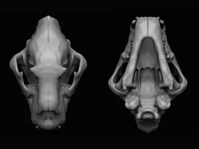 Lion Skull 3D print 3D model