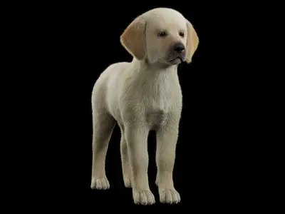 Realistic Labrador Puppy Baby 3D model