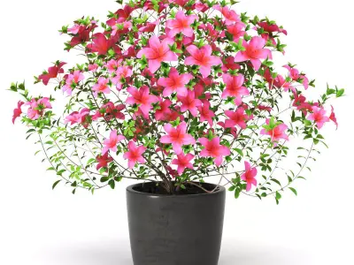Azalea Plant 3D model