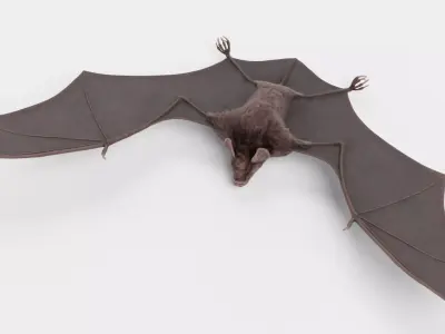 Vampire Bat 3D model