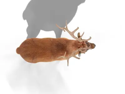 Fur Red stag Deer NO RIG Low-poly 3D model