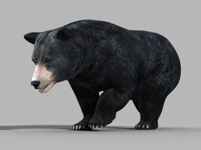 Black Bear PRO 3D model