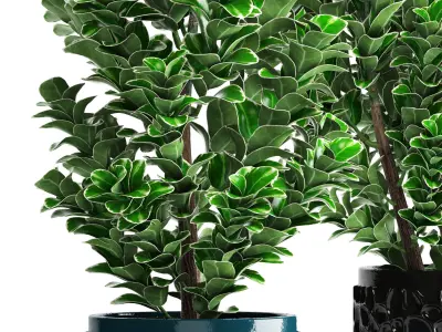 Euonymus plant in pot  3D model