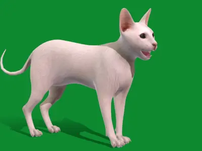 White Kitten Oriental Cat Low-poly 3D model
