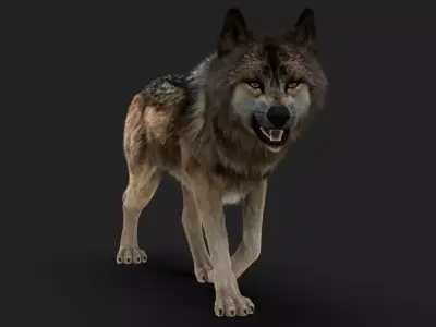 Wolf FUR Animated 3D model