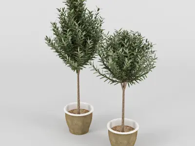 Olive Tree in Pot 3D model
