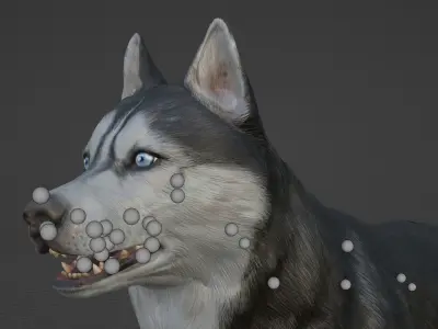 DOG - SIBERIAN HUSKY  Low-poly 3D model