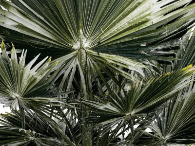 Beautiful fan palm for decoration in a flower pot 1275 3D model