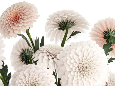 Set of white bouquets of flowers Chrysanthemum Dahlias 375 3D model