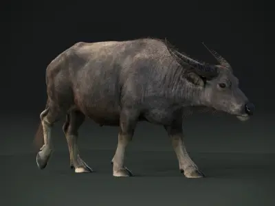 Asian buffalo - Water buffalo Animated 3D model