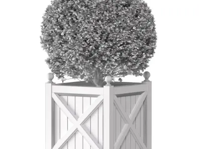 Boxwood in a garden planter Front Entrance Tree 3D model