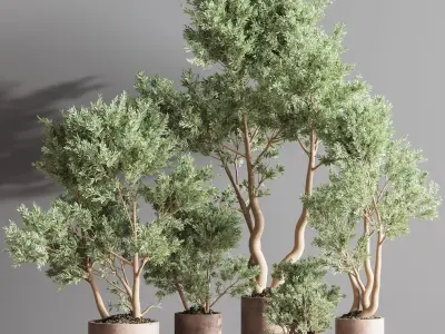 IndoorPlantSet22 eucalyptus trees in concrete pots 3D model