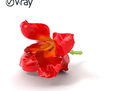 Freesia Red Petal Realism Model Pack Low-poly 3D model