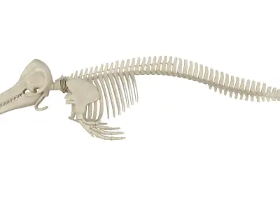 Dolphin Skeleton 3D model