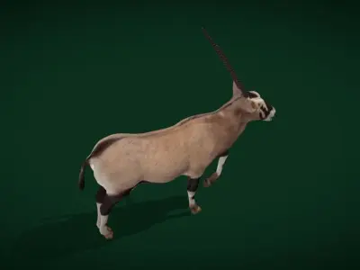 Gemsbok Oryx Antelope Low-poly 3D model