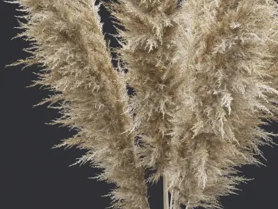 Pampas Grass II 3D model