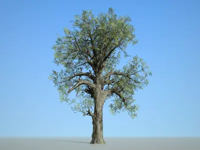 Broadleaf 007 Low-poly 3D model